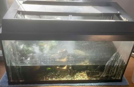 Photo of free Fish Tank with x2 onion snails & accessories (Stone Cross BN24) #2