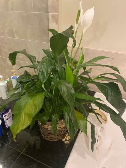 Photo of free Large peace lily (Burr Ridge) #1