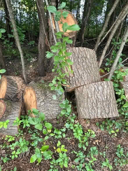 Photo of free 11 Large Oak Logs, Firewood, Crafts (60015) #3