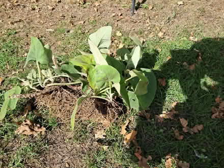 Photo of free Phlomis russeliana plants (Greenstead Green CO9) #2