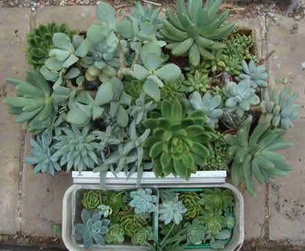 Photo of free Indoor succulent plants (Wallington SM6) #1