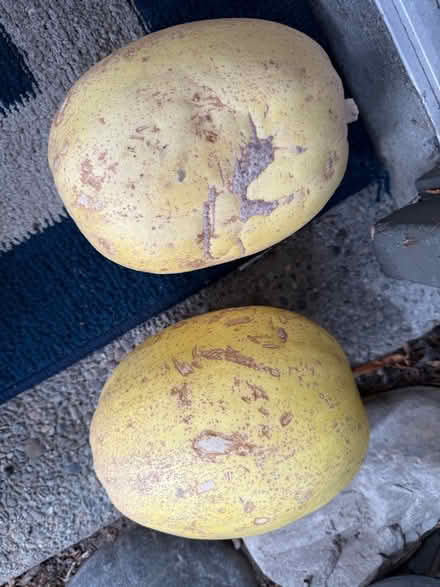 Photo of free 2 large spaghetti squash (1075 Valencia Avenue) #1