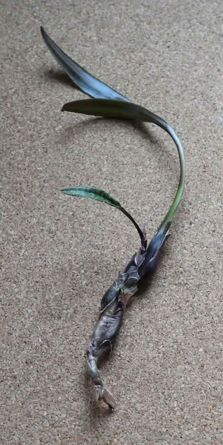 Photo of free Easy Care Houseplant Now Potted (Penzance TR18) #1