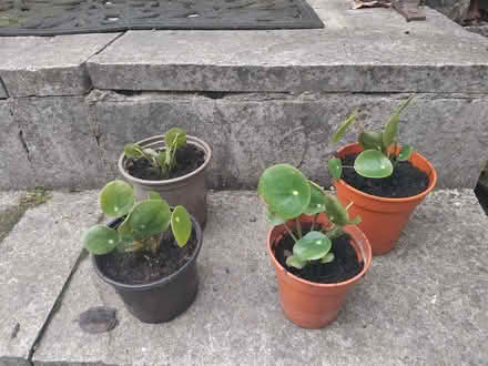 Photo of free Plantlets (Starbeck HG1) #1