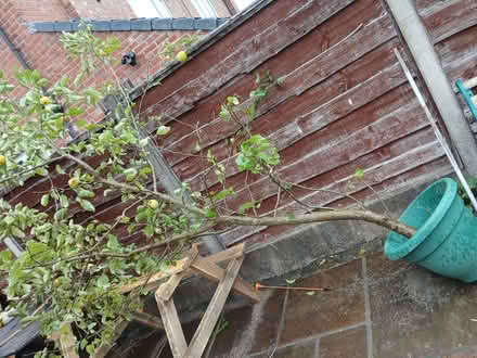 Photo of free 2.5m apple tree (Gatley SK8) #1