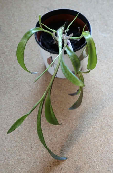 Photo of free Easy Care Houseplant With Pot #2 (Penzance TR18) #1