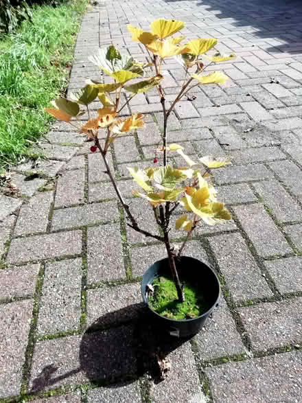 Photo of free 2 year old red current bush (Brookvale RG21) #1