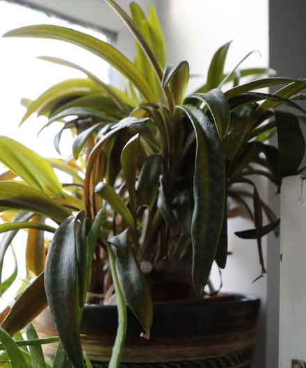 Photo of free Easy Care Houseplant Now Potted (Penzance TR18) #2
