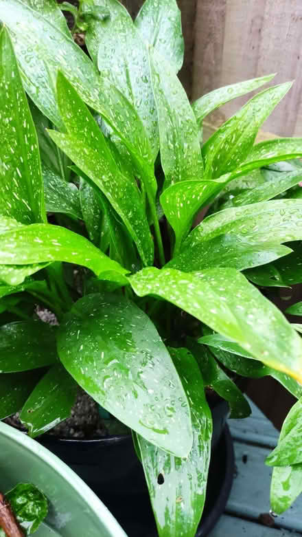 Photo of free Plant - purple calla lily (Chislehurst BR7) #1