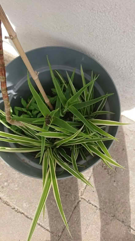 Photo of free 3 healthy spider plants need repot (Ramsgate CT11) #1