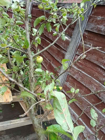 Photo of free 2.5m apple tree (Gatley SK8) #2