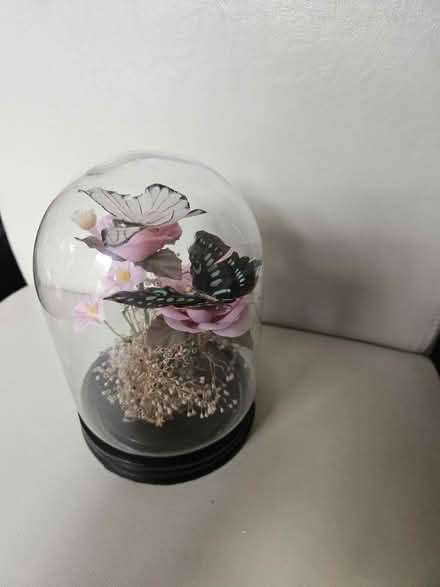 Photo of free Butterfly in glass dome ornament (Harlow CM19) #1