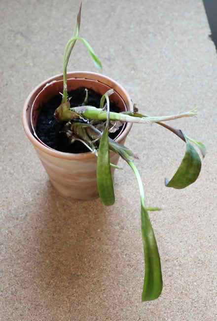 Photo of free Easy Care Houseplant With Pot (Penzance TR18) #1