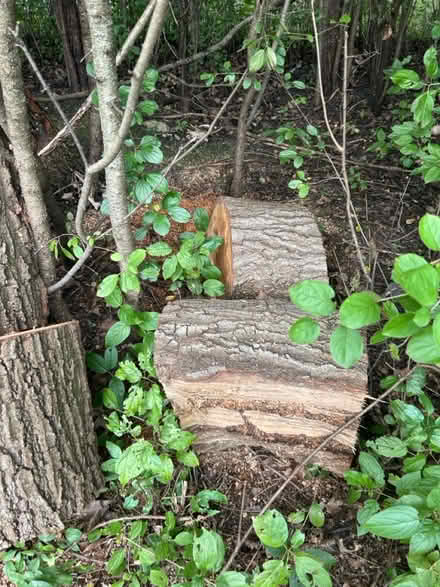 Photo of free 11 Large Oak Logs, Firewood, Crafts (60015) #4