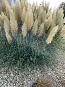 Photo of free Pampas grass fronds (Caldecott OX14) #1