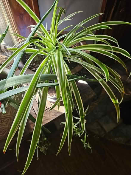 Photo of free Spider plant (Poughkeepsie) #1