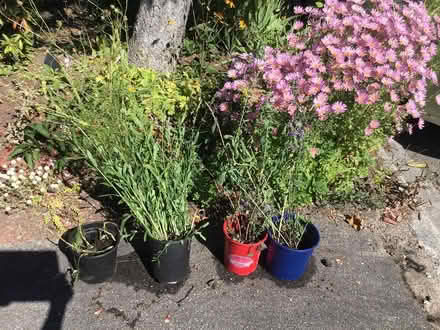 Photo of free Native and perennial plants (Hunt Club & Conroy) #1