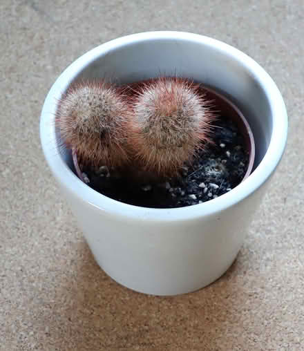 Photo of free Cactus in Pot (Penzance TR18) #1