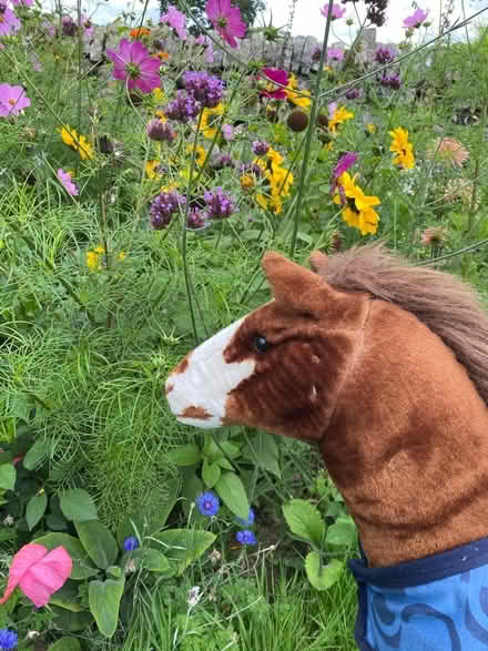 Photo of free Large toy horse (Youlgreave DE45) #2