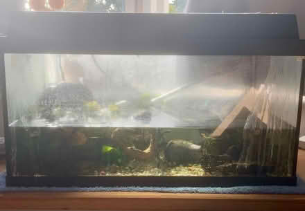 Photo of free Fish Tank with x2 onion snails & accessories (Stone Cross BN24) #1