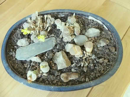 Photo of free "Living Stones" indoor plants (North Curry TA3) #1