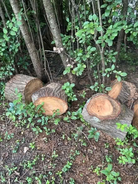 Photo of free 11 Large Oak Logs, Firewood, Crafts (60015) #1