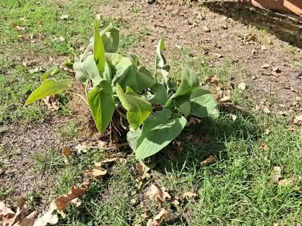 Photo of free Phlomis russeliana plants (Greenstead Green CO9) #1