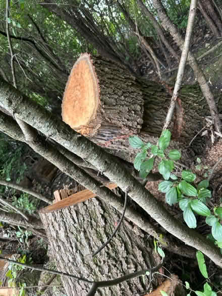 Photo of free 11 Large Oak Logs, Firewood, Crafts (60015) #2