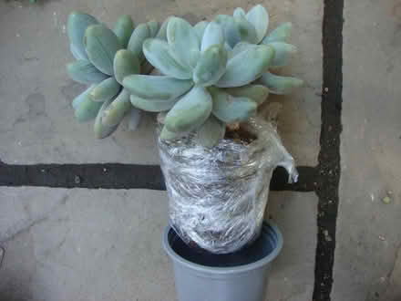 Photo of free Indoor succulent plants (Wallington SM6) #2