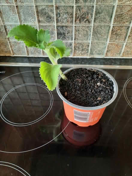 Photo of free Broad Leaf Thyme (Morden SM4) #1