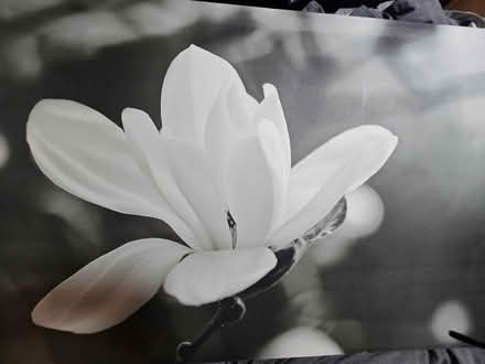 Photo of free Decorative pictures (Burton-upon-Trent DE14) #1