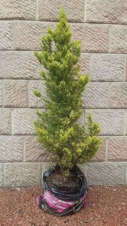 Photo of free Conifer - lime green / yellow (Cromford DE4) #1