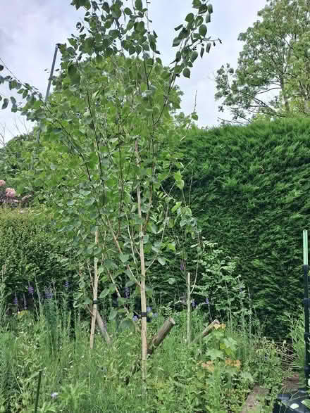 Photo of free 3 silver birch trees (Calver S32) #3