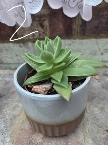 Photo of free Small M&S Succulents inc Pot (Bovingdon) #2