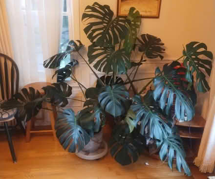 Photo of free Large indoor plant (North Chelmsford) #1