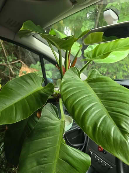 Photo of free TodayASAP // Plants - Some beautiful, some needing TLC (Chandler's Ford SO50) #1