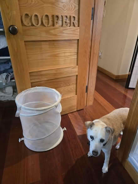 Photo of free Small mesh hamper (Downtown Mountain View) #1