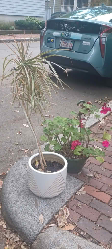 Photo of free 2 plants (Cambridge Walden @ Sherman) #1