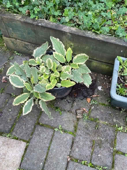 Photo of free Garden plants (Bridge of Allan FK9) #1
