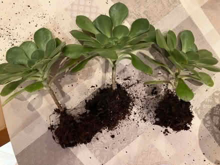 Photo of free Three Bare-Rooted Aeonium Plants (Strawberry Hill TW2) #1