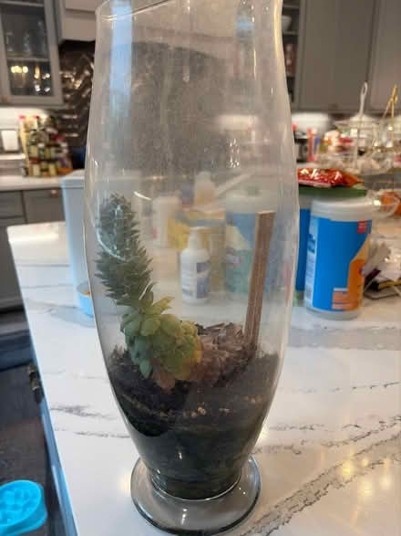 Photo of free Succulent in tall jar (Bethesda) #1