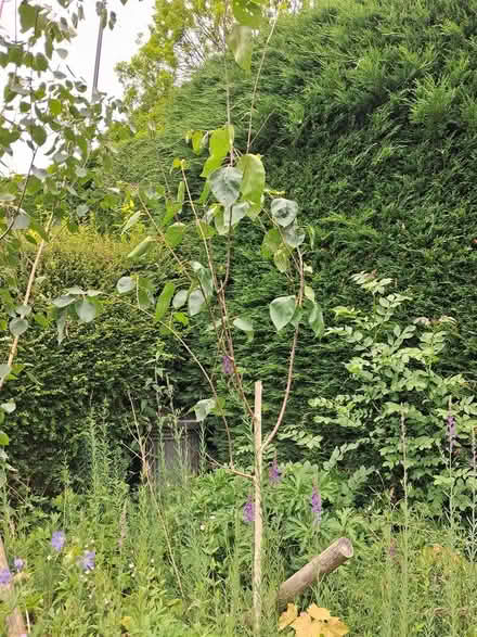 Photo of free 3 silver birch trees (Calver S32) #4