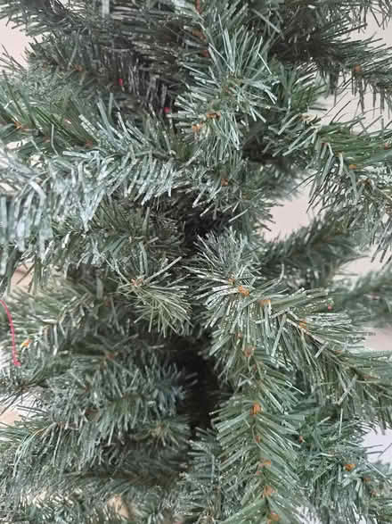 Photo of free Christmas tree (Loughborough) #3