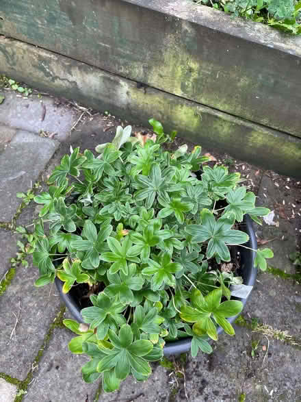 Photo of free Garden plants (Bridge of Allan FK9) #2
