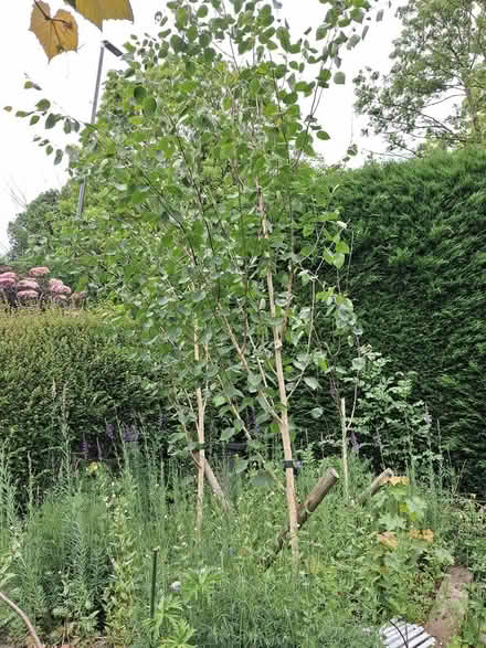Photo of free 3 silver birch trees (Calver S32) #1