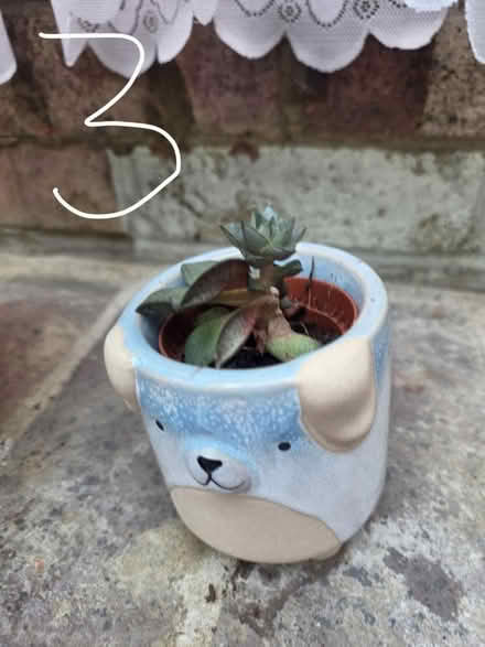 Photo of free Small M&S Succulents inc Pot (Bovingdon) #3