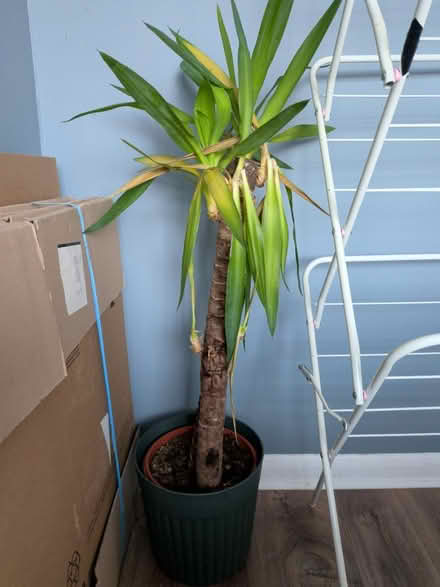 Photo of free Poorly yukka (Home PO15) #2
