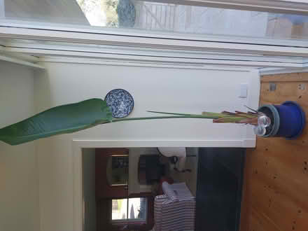 Photo of free Strelitzia nikolai (Midlemburn TD6) #1