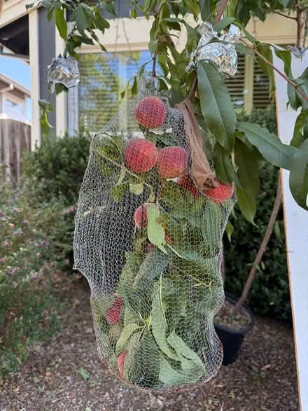 Photo of free Peach tree, succulent trimmings (Cotati) #1
