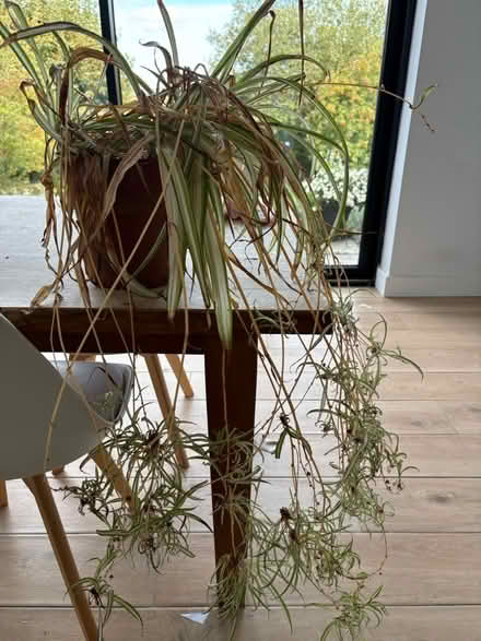 Photo of free Huge spider plant (Ecclesall S11) #1